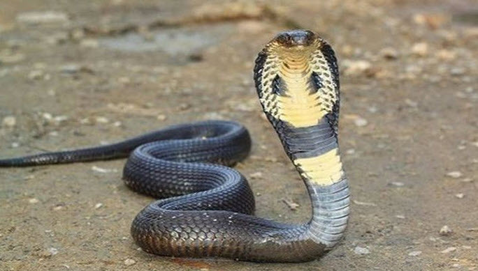 biểu tượng rắn hổ mang trong giấc mơ: quyền lực và tái sinh