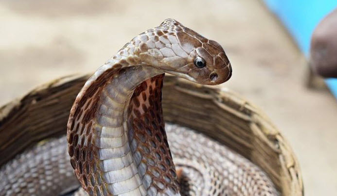 giấc mơ rắn hổ mang trong nhà: cách đọc theo từng không gian