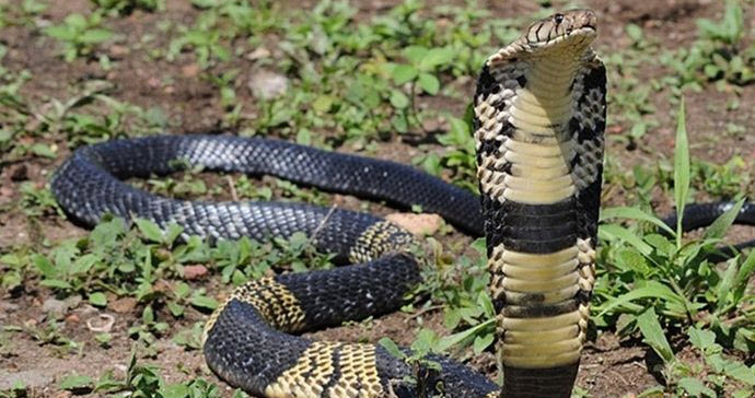 nằm mơ thấy rắn hổ mang phùng mang tấn công có ý nghĩa gì