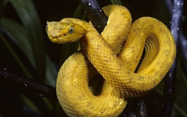 nằm mơ thấy rắn vàng: cách hành xử khôn ngoan sau giấc mơ