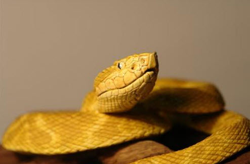 nằm mơ thấy rắn vàng lột xác: tín hiệu tái sinh – đổi vận