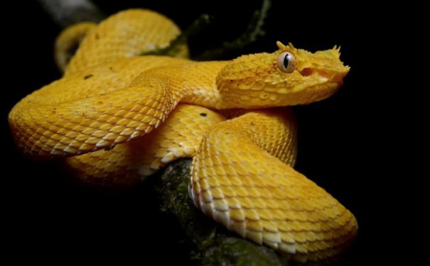 nằm mơ thấy rắn vàng: điềm báo tài lộc hay cám dỗ?