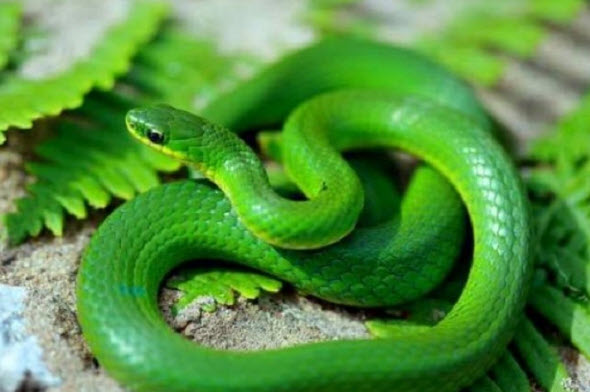 giấc mơ rắn xanh lột xác: dấu hiệu đổi mới mềm