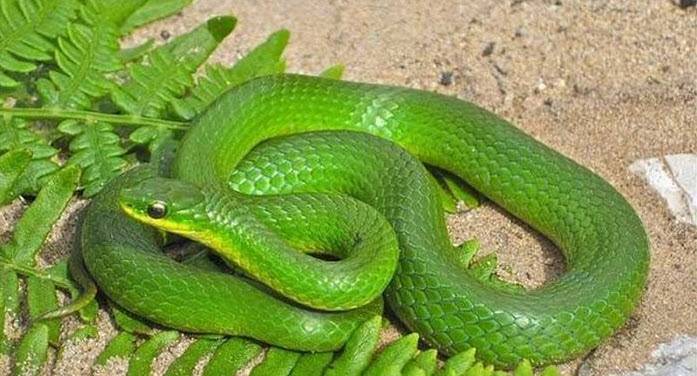 nằm mơ thấy rắn xanh không đe dọa: đi tiếp nhưng giữ nhịp