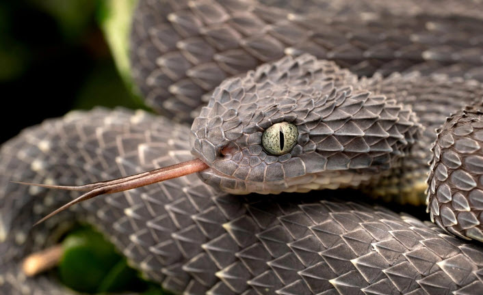 nằm mơ thấy rắn báo hiệu điều gì: khung ý nghĩa và cách đọc bối cảnh