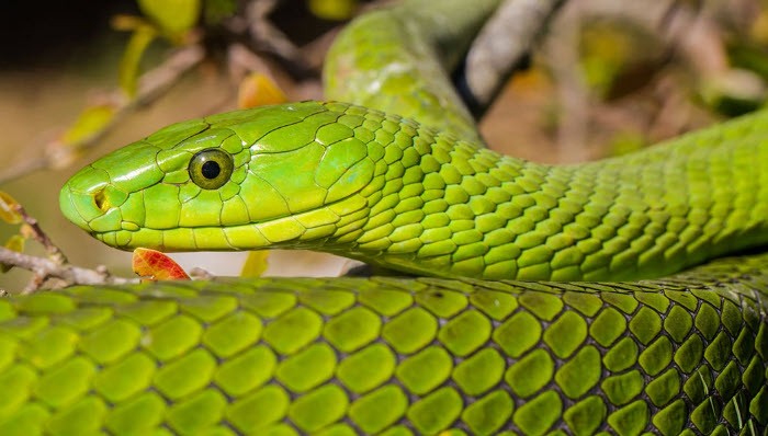 nằm mơ thấy rắn đánh đề con gì: bảng số mộng dân gian