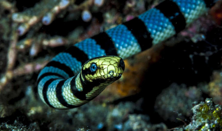 mơ thấy rắn: cách chuyển hóa thông điệp giấc mơ thành hành động nhỏ