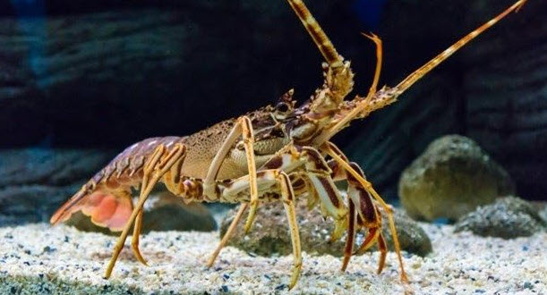 nằm mơ thấy tôm sống ý nghĩa tài lộc và cơ hội