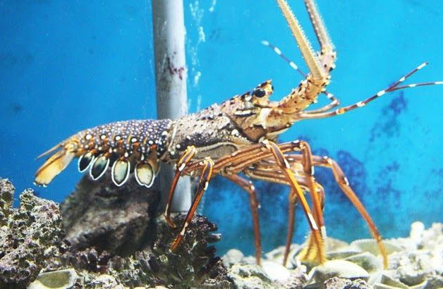 mơ thấy tôm cua cá tổ hợp biểu tượng linh hoạt phòng vệ và cảm xúc