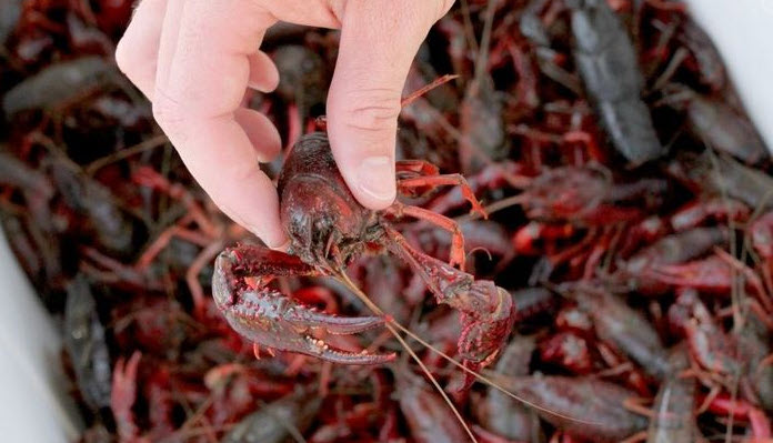 chiêm bao thấy tôm chết cảnh báo trì trệ và cách hóa giải