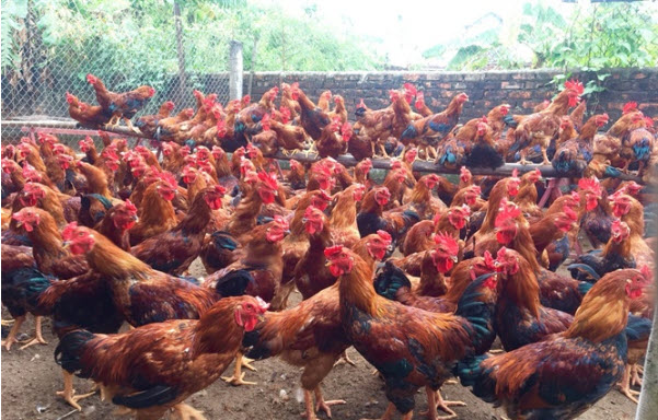 nằm mơ thấy đàn gà