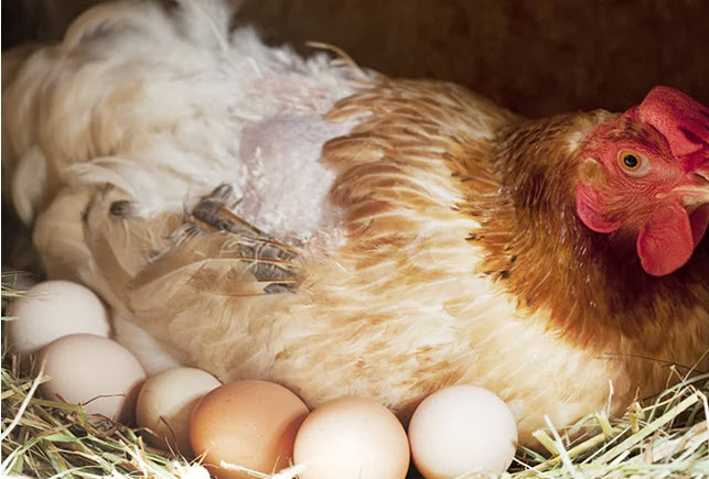 nằm mơ thấy đàn gà