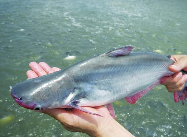 nằm mơ bắt được cá