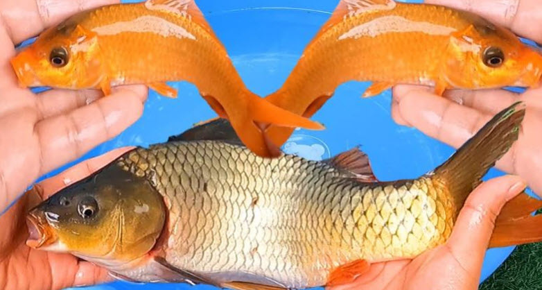 nằm mơ bắt được cá chép