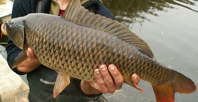 nằm mơ bắt được cá chép