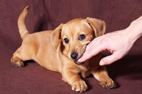 nằm mơ chó cắn vào tay