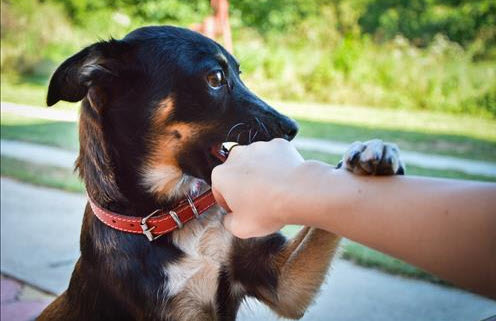 nằm mơ chó cắn vào tay