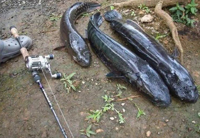 nằm mơ câu được cá