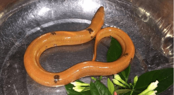 nằm mơ thấy bắt lươn đánh số gì