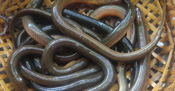 nằm mơ thấy bắt lươn đánh số gì