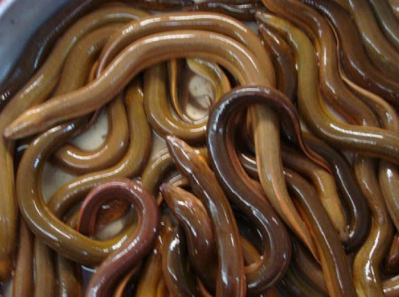 nằm mơ thấy bắt lươn đánh số gì