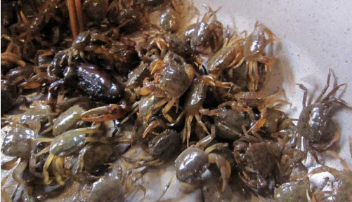 Nằm Mơ Thấy Bắt Được Nhiều Cua Đồng