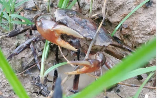 Nằm Mơ Thấy Bắt Được Nhiều Cua Đồng