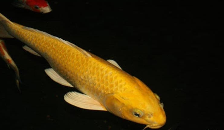 Nằm mơ thấy cá chép vàng