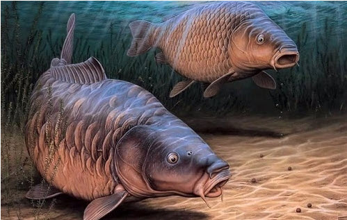 Nằm mơ thấy cá to