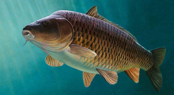 Nằm mơ thấy cá to