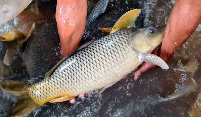 Nằm mơ thấy cá to