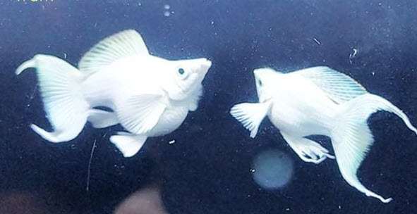 nằm mơ thấy câu được cá trắng