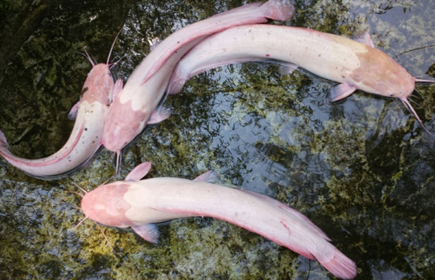 nằm mơ thấy câu được cá trắng