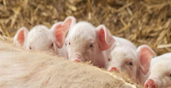 nằm mơ thấy heo con