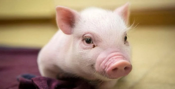 nằm mơ thấy heo con