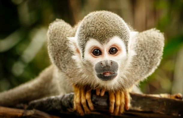 nằm mơ thấy khỉ