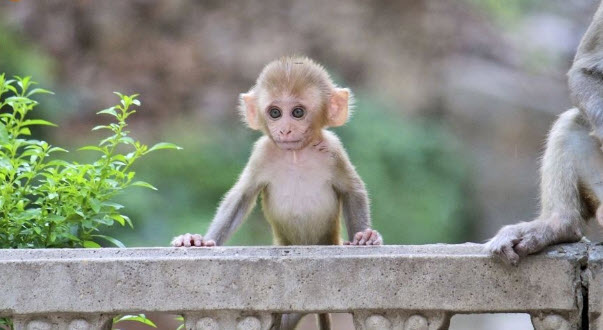 nằm mơ thấy khỉ