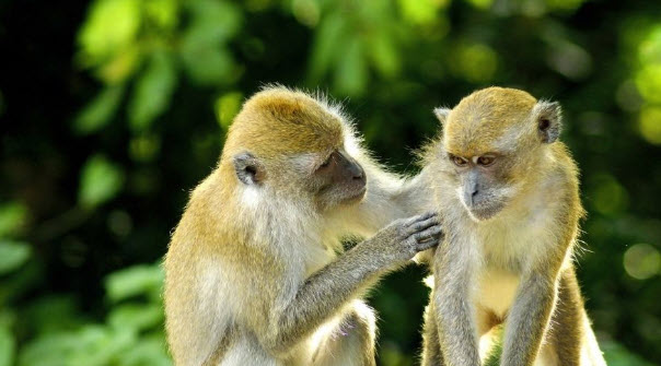 nằm mơ thấy khỉ