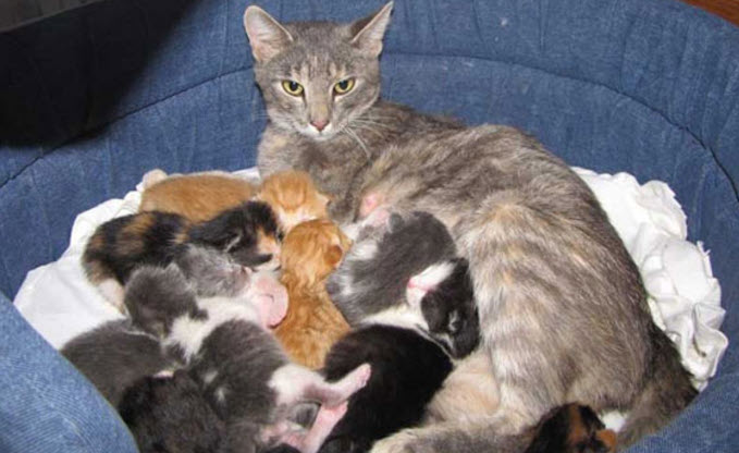 Hình ảnh minh hoạ giấc mơ thấy mèo đẻ: biểu tượng cho sự bắt đầu và sinh sôi