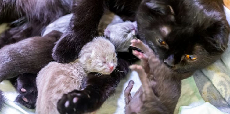 Giấc mơ mèo đẻ con: tín hiệu tốt khi sinh nở bình an và đủ đầy