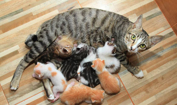 Cân bằng giữa nuôi dưỡng và kỷ luật sau giấc mơ thấy mèo đẻ