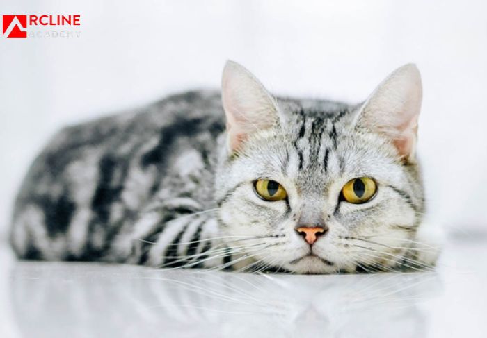 Tử vi Đinh Mão Nam 2023 Tình Cảm